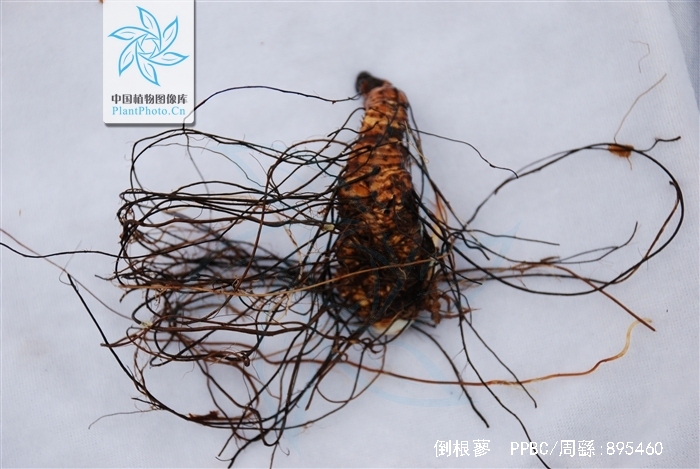 的根茎.分布于东北等地.具有化痰止咳,清热解毒,凉血止血之功效.