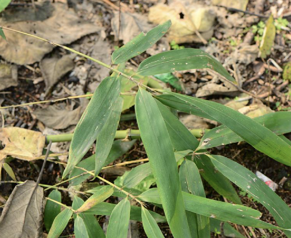  i>phyllostachys mannii  /i>gamble)是禾本科,刚竹属下的一种丛生竹