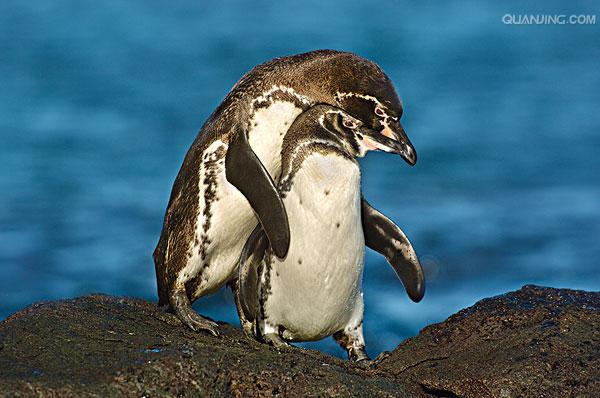 加拉帕戈斯企鹅
