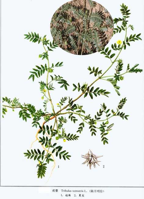  p>蒺藜(学名: i>tribulus terrestris /i> l.