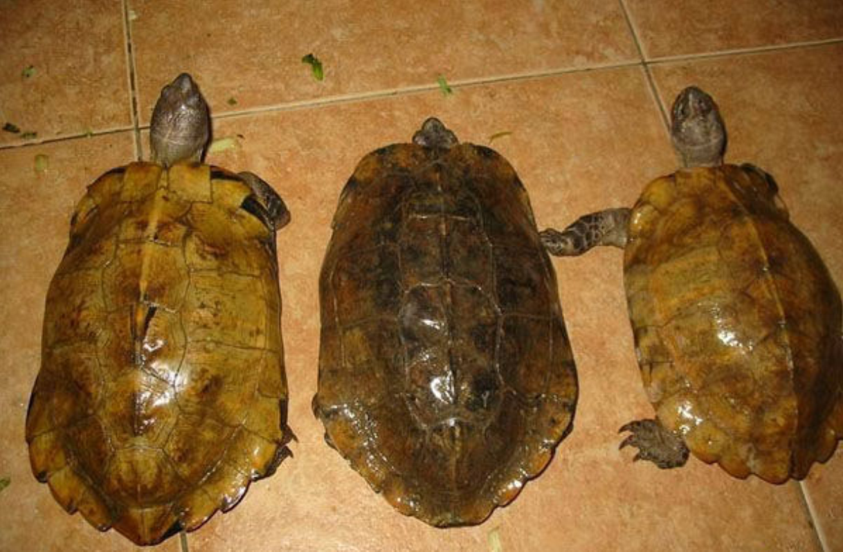  p>缅甸山龟(扁东方龟) heosemys depressa 英文名:arakan forest