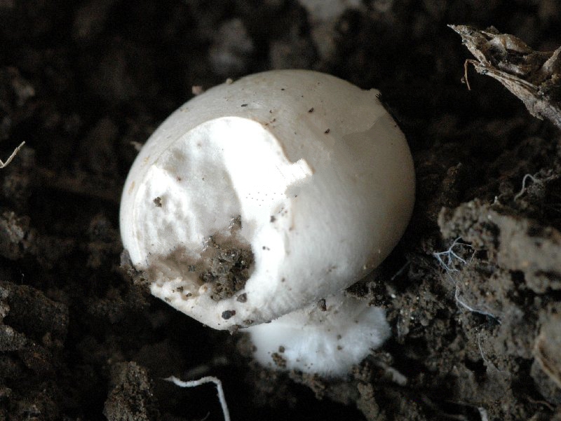  p>双线嗜黏蛞蝓是一类 a href="#" data-lemmaid="417529">软体动物 