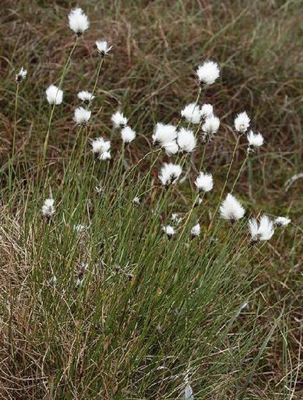  p>白毛羊胡子草(学名:eriophorum vaginatum):为 a>莎草科 /a>多年生