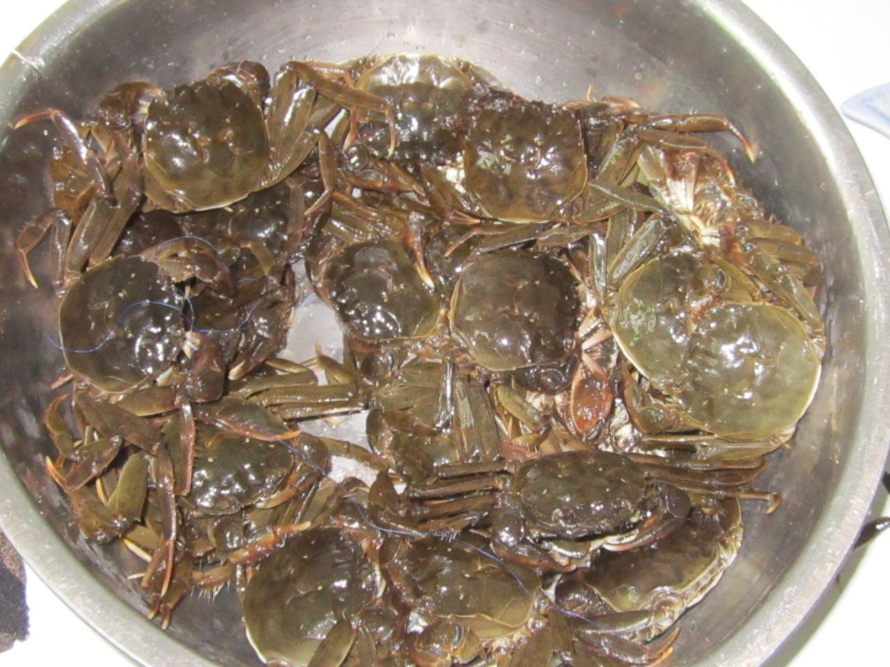  p>盘锦河蟹, a href="#" data-lemmaid="739981">辽宁省 /a> a href=