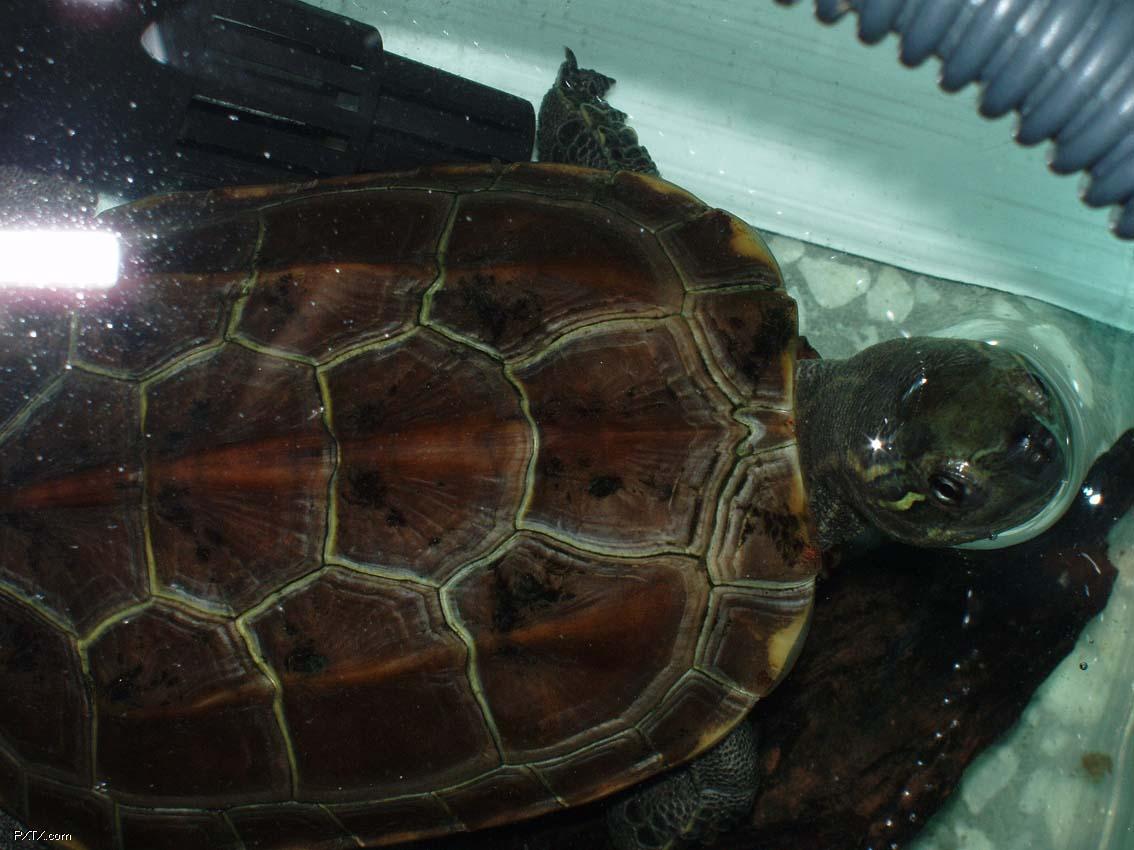  p>腊戍拟水龟是属于淡水龟科的一种动物.