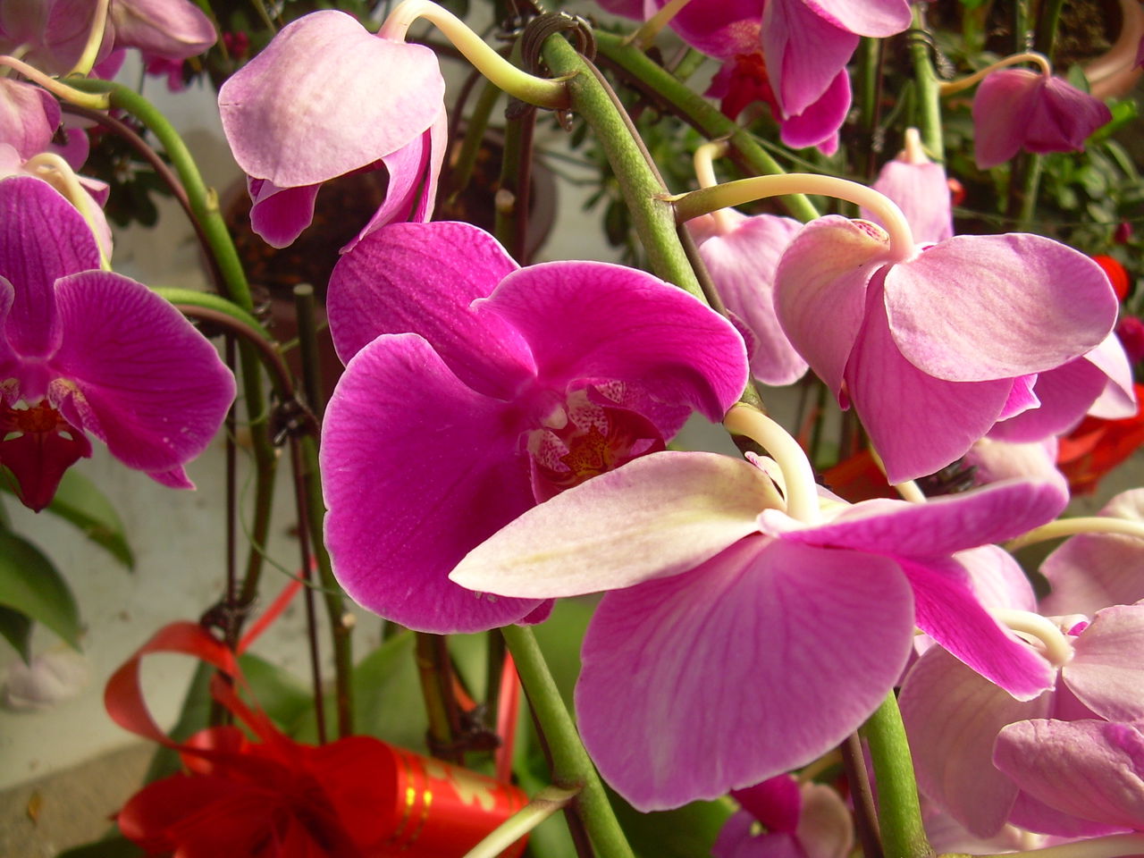  p data-id="gn6onv61ic">紫红争艳,芍药科牡丹花的一个品种,在我国