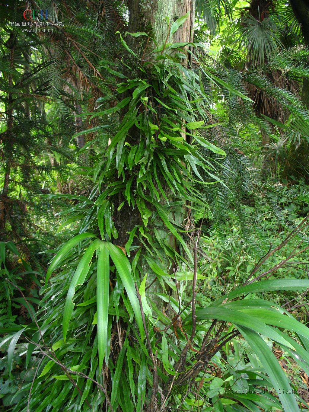 顶部不生叶而呈鞭状,密被鳞片;鳞片粗筛孔,披针形,边缘具细齿,棕色或
