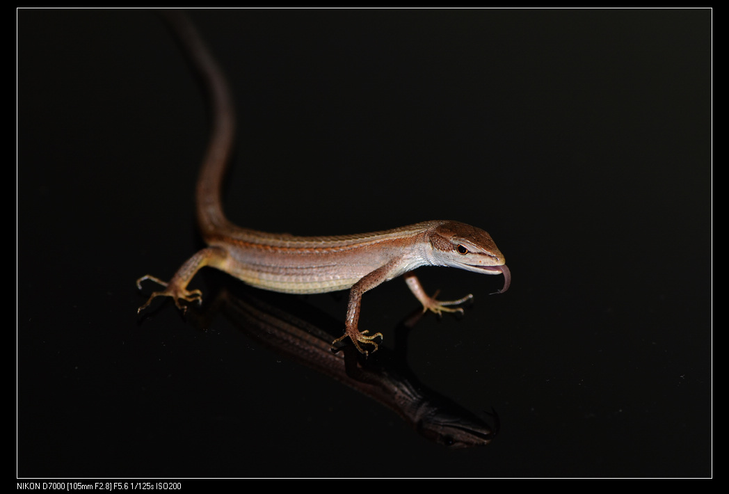  p>南草蜥, a>蜥蜴科草蜥属 /a>物种,1802年由daudin发现并命名,修长