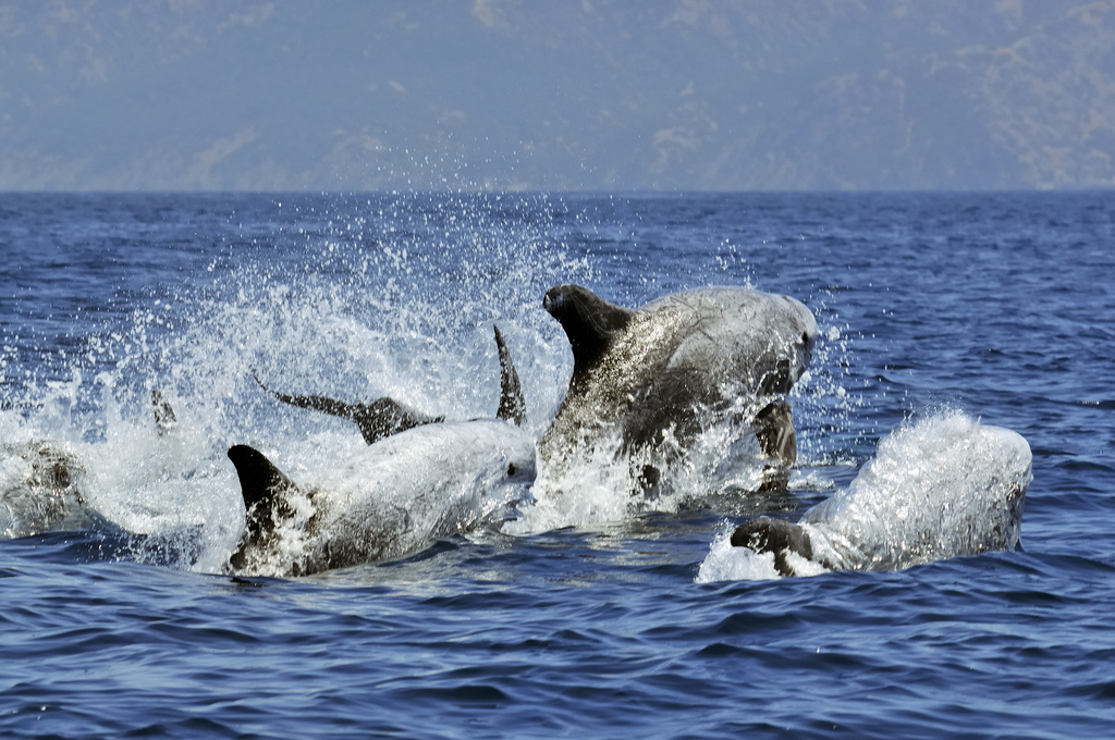  p>灰海豚(学名:grampus griseus).