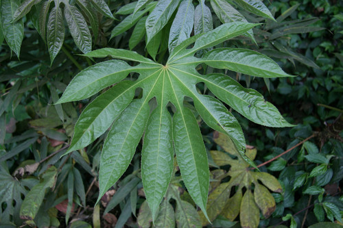  p>翅叶掌叶树是产自云南 a target="_blank"