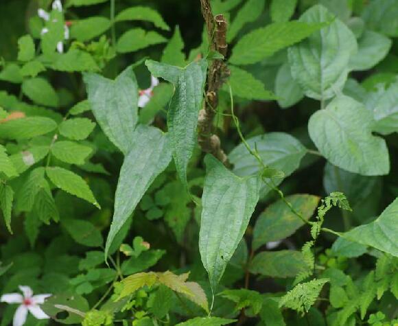  p>日本薯蓣(学名: i>dioscorea japonica /i> thunb.
