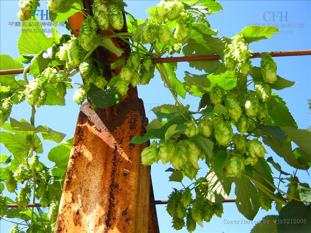 humulus lupulus