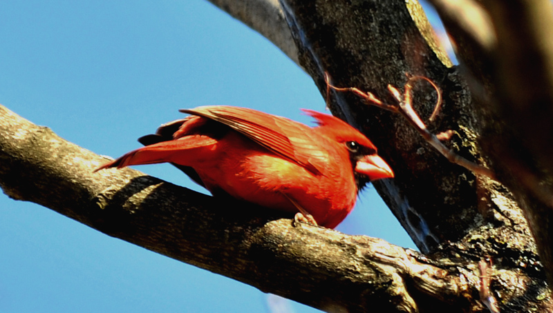northern cardinal