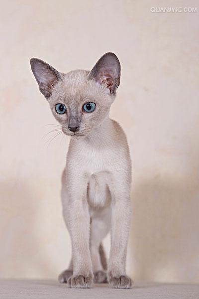tonkinese