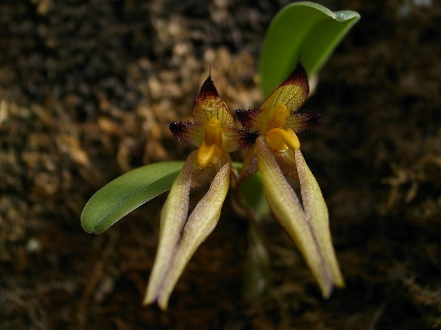  p>毛药卷瓣兰(学名: i>bulbophyllum omerandrum /i>  hayata): a