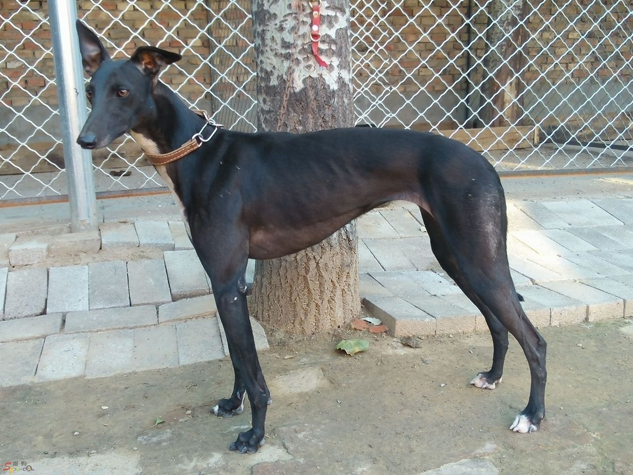 p>格力犬又名灵缇(greyhound),原产于中东地区.