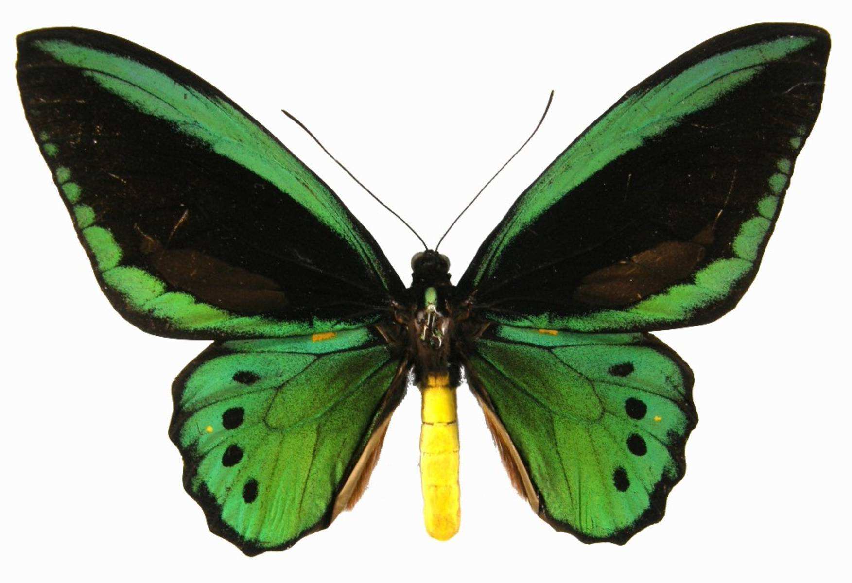  p>红鸟翼凤蝶(学名:ornithoptera croesus;英文:wallace's