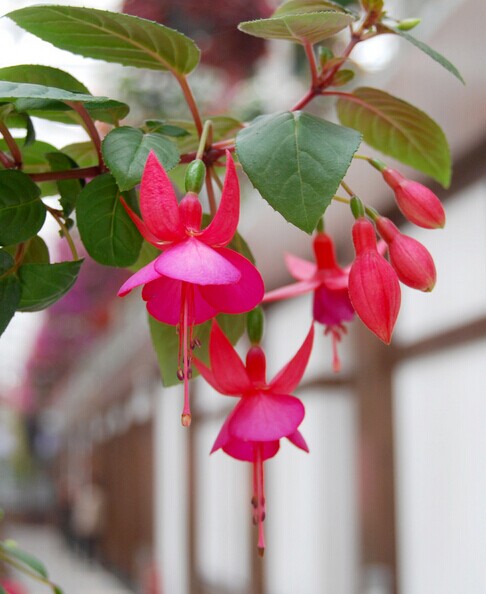 是柳叶菜科倒挂金钟属亚灌木植物.