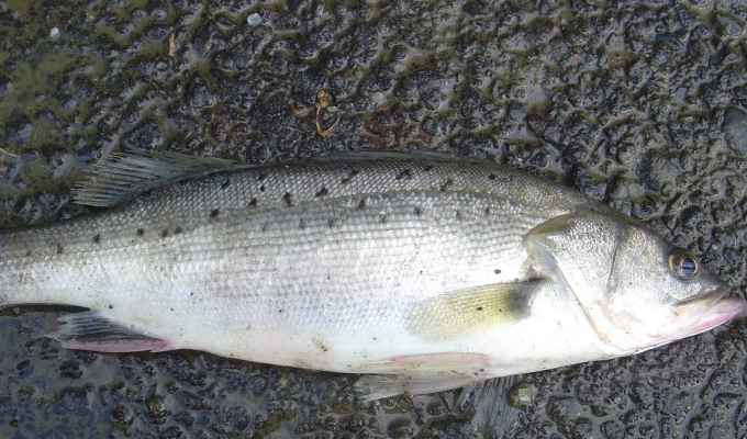  p>鲈亚目, i>percoidei /i>,为 a href="#" data-lemmaid="2520993">