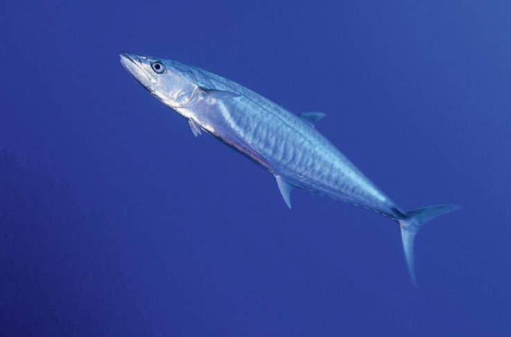  p>中华马鲛, a href="#" data-lemmaid="8074290">学名 /a>: i>