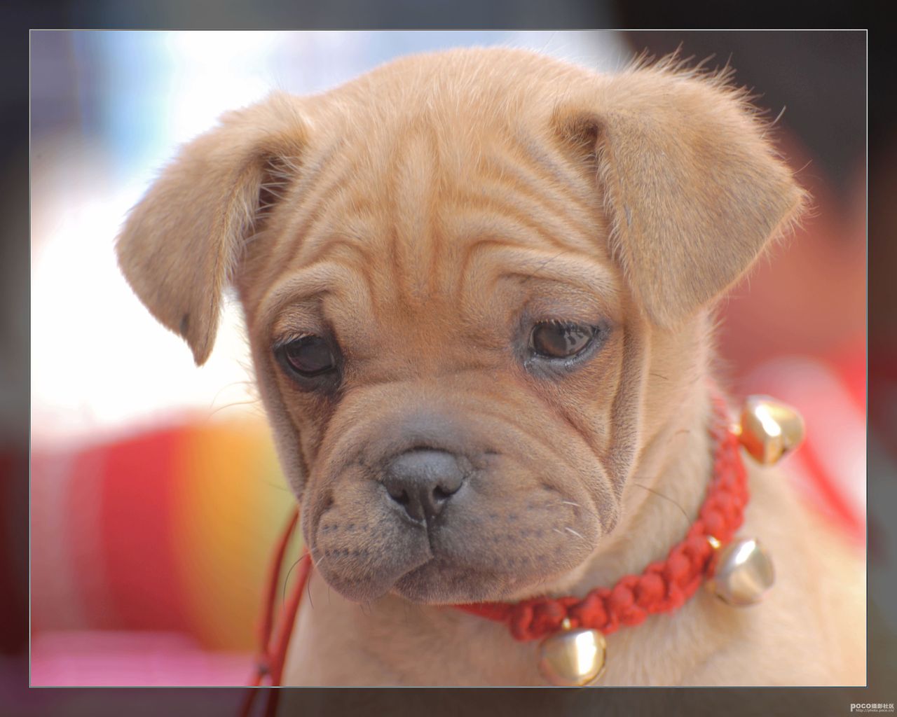 沙皮犬,英文名 sharpei,产于中国广东南海大沥镇一带,是世界名种斗狗