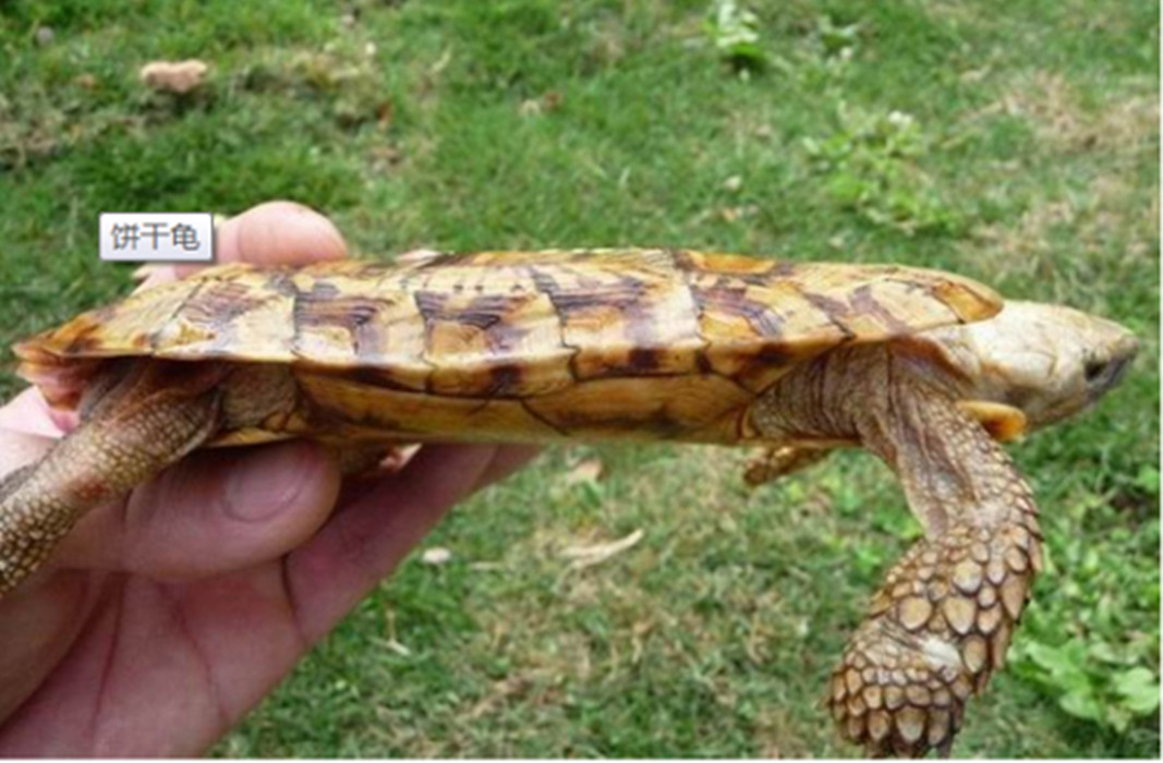 pancake tortoise