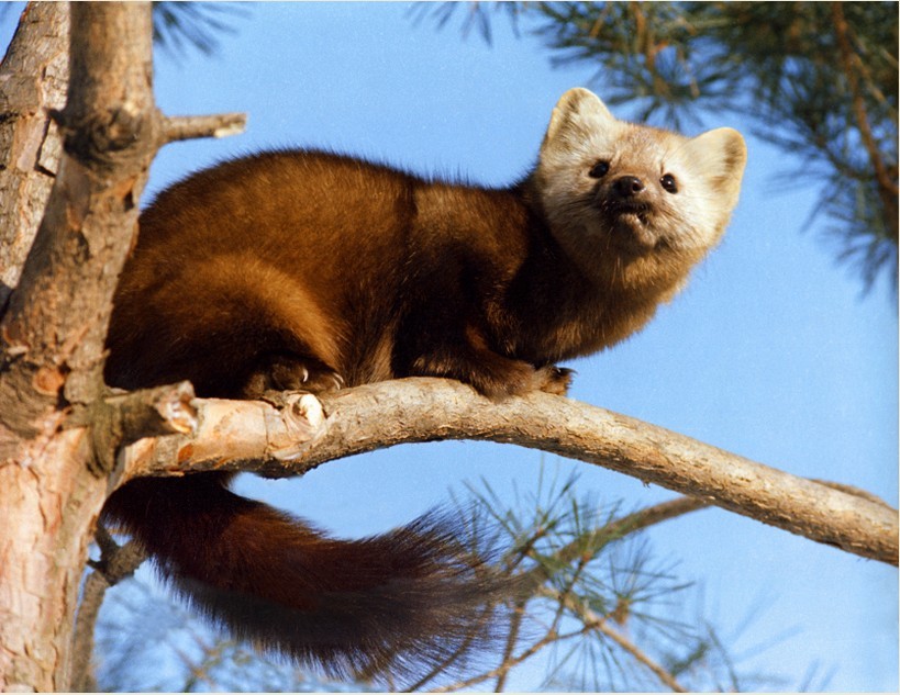 国家一级保护动物