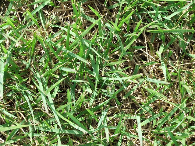  p>结缕草(学名: i>zoysia japonica /i>  steud),为禾本科,结缕草属