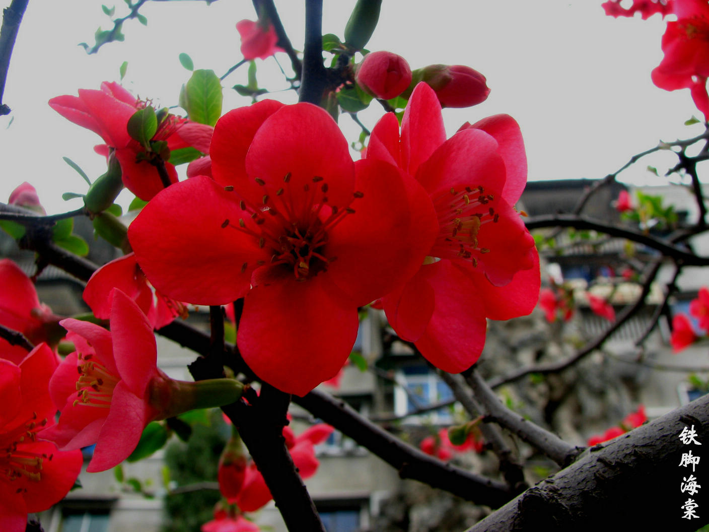 铁脚海棠