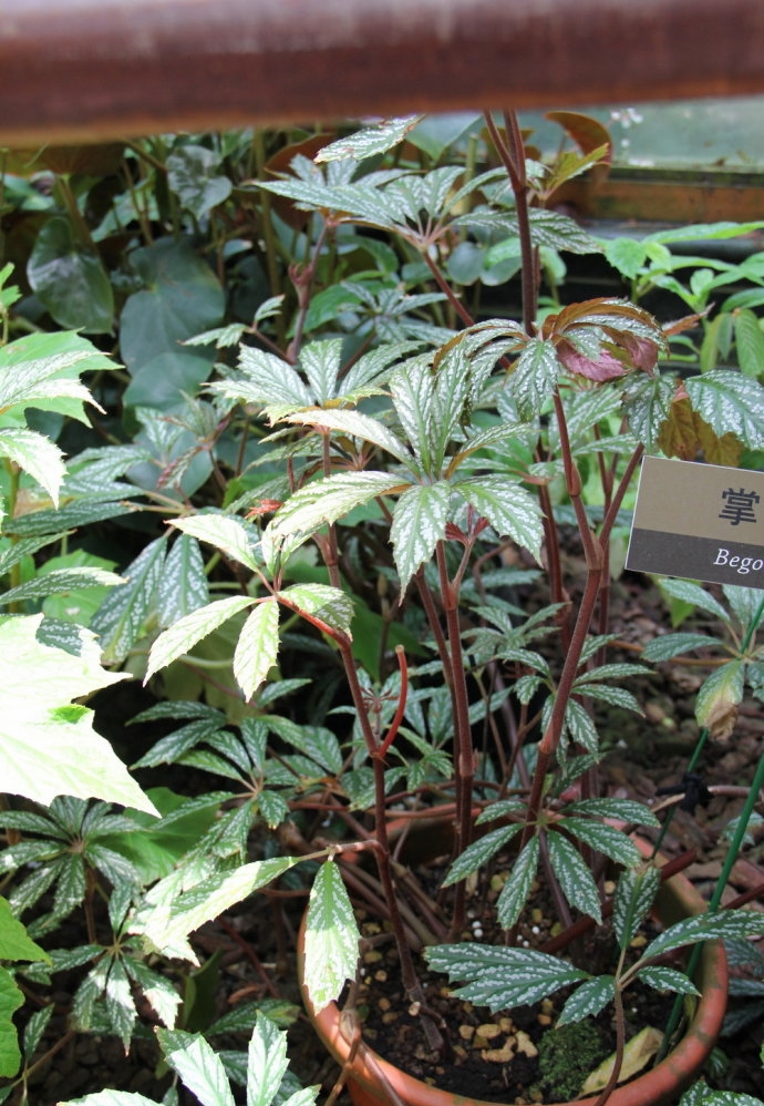  p>掌叶秋海棠(学名: i>begonia hemsleyana /i> hook. f.