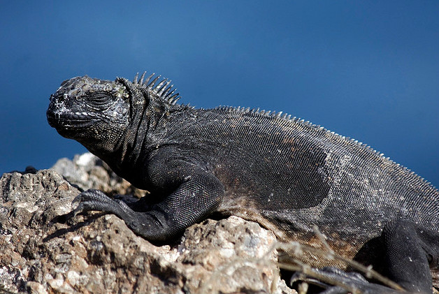  p>海鬣蜥(学名: i>amblyrhynchus cristatus /i