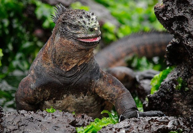  p>海鬣蜥(学名: i>amblyrhynchus cristatus /i>):是仅出没在 a href