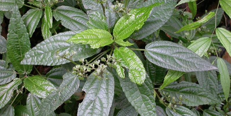 是荨麻科艾麻属植物,乔木,灌木或草,常有刺毛;叶互生,全缘或有齿缺