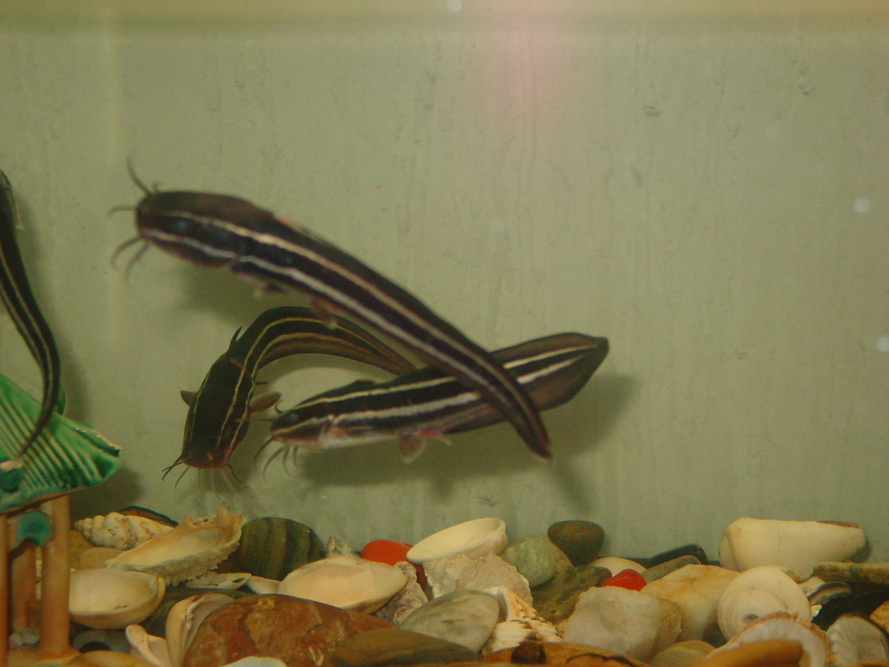  p>海鲶俗称 a target="_blank" href="/item/鲶鱼/1579868" data