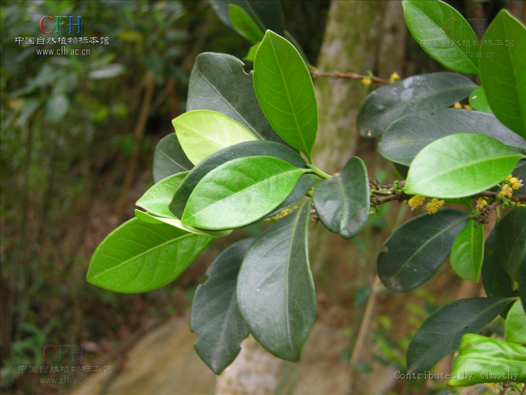  p>狗骨柴属(学名:diplospora)是茜草科下一个属, a target="_blank"