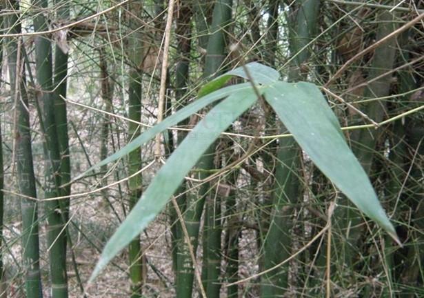  p>坭竹(学名: i>bambusa gibba /i> mcclure)是禾本科,簕竹属 a