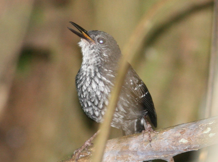 silvered antbird