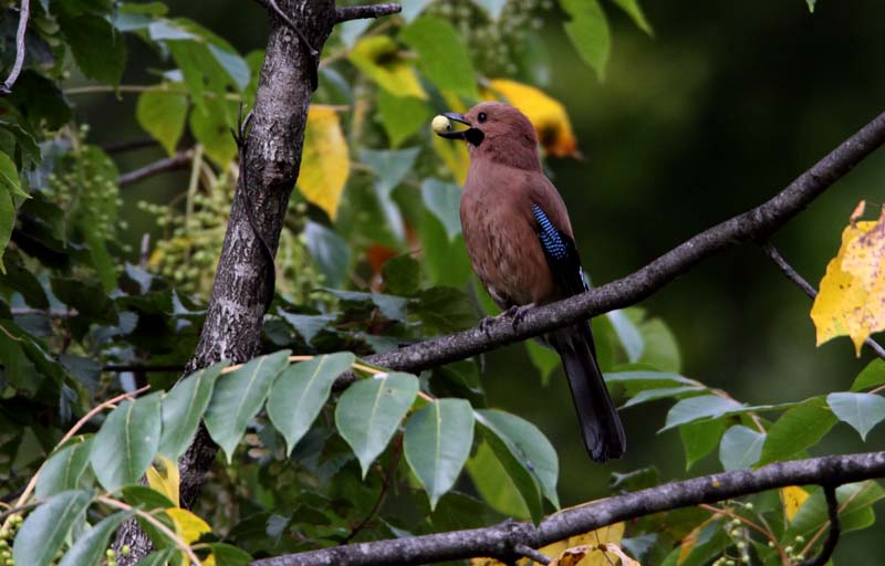 松鸦叙利亚亚种