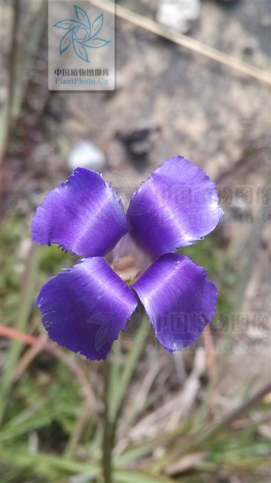 gentianopsis grandis (h. smith) ma