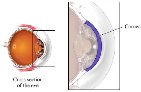 Cornea_百度百科