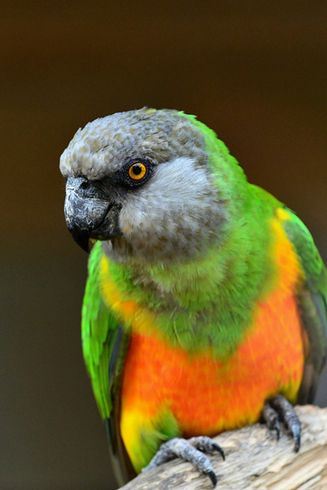  p>塞内加尔鹦鹉(学名:poicephalus senegalus)是典型的 a href="#"