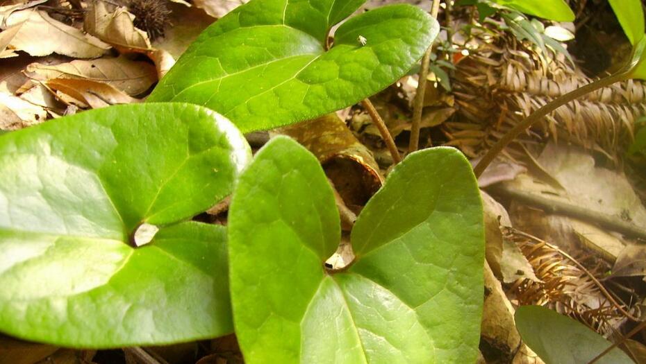  p> b>单叶细辛 /b>(学名: i>asarum himalaicum /i>),为 a href="#">