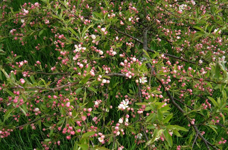  p>花叶海棠(学名: i>malus transitoria /i> (batalin) c. k.