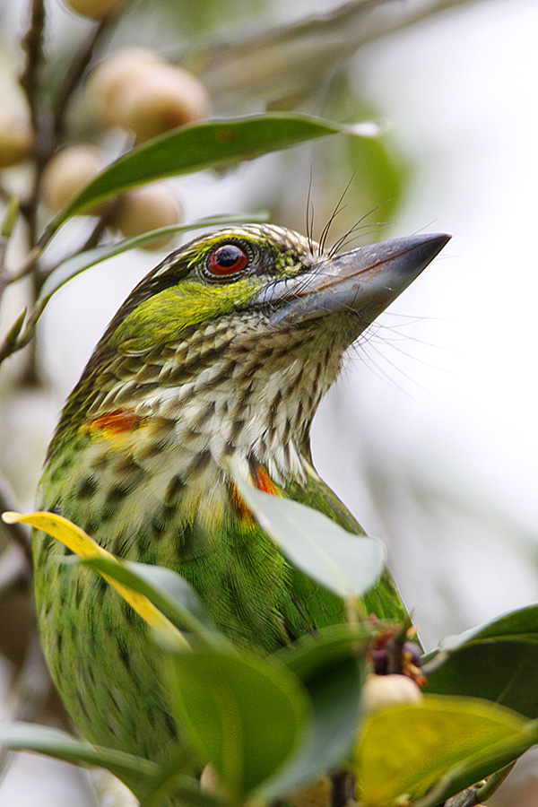  p>黄纹拟啄木鸟(学名: i>psilopogon faiostrictus /i>):小型 a href