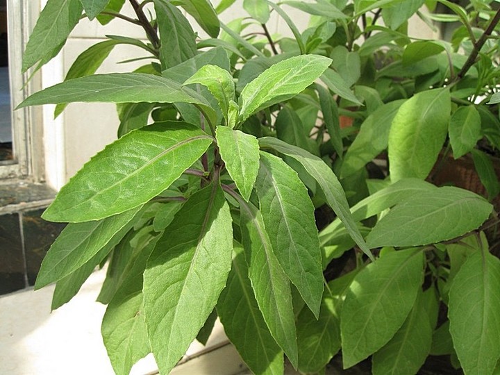 又名白背菜,白子菜,鸡毛菜,中文名:富贵菜,泰国称尼基罗草,英文名