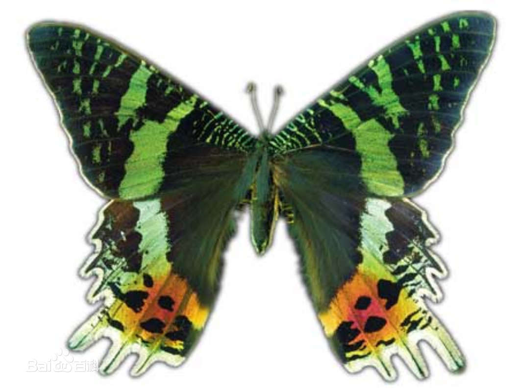  p>多尾凤蛾,即马达加斯加金燕蛾(学名: i>urania ripheus /i>)的俗称