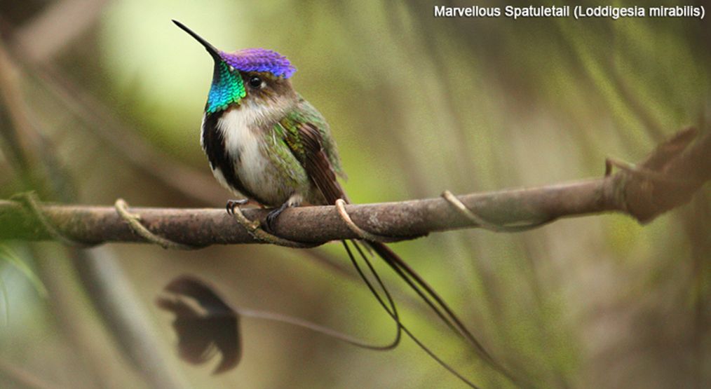marvellous spatuletail