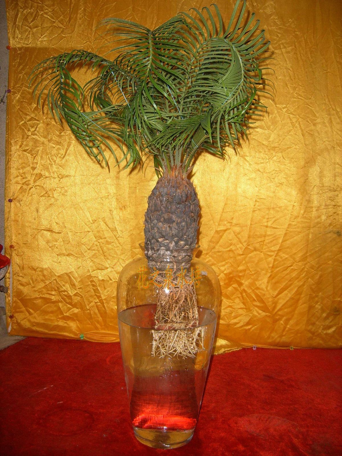  p>宽叶苏铁(cycas balansae)是 a target="_blank" href="/item/苏铁