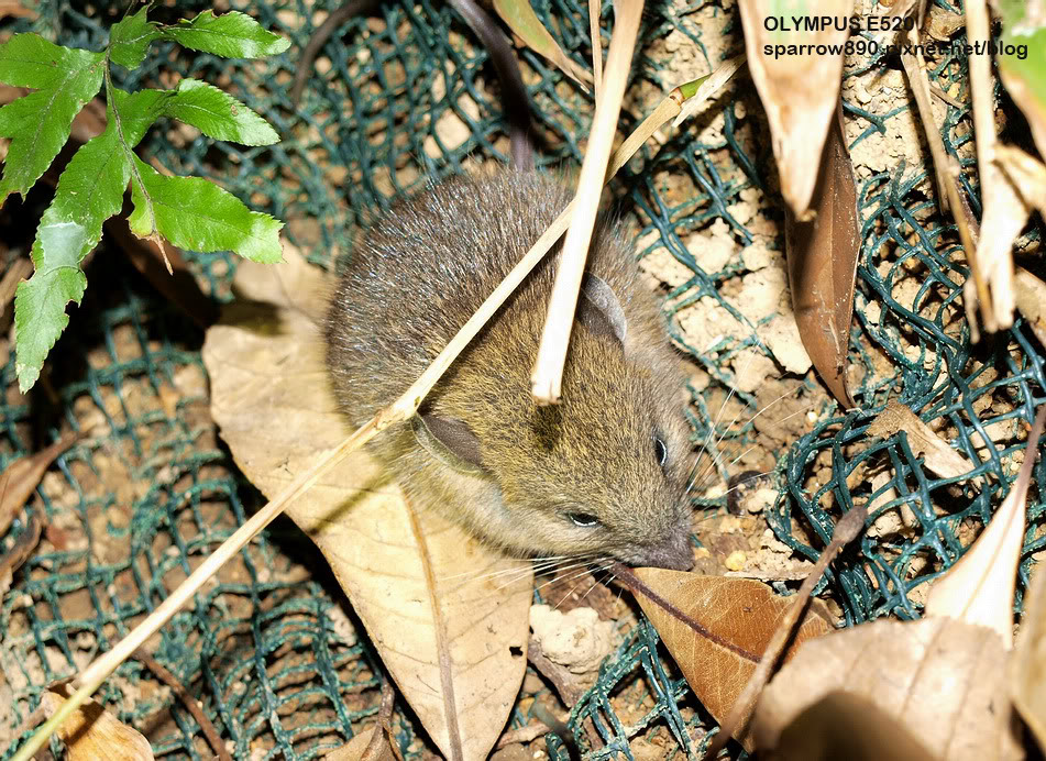 针毛鼠体型中型,耳小而圆,背毛棕色或棕黄色,腹毛白色.