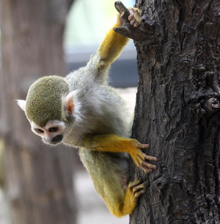 black-headed squirrel monkey